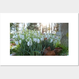 Churchyard Snowdrops During Frosty Winter Posters and Art